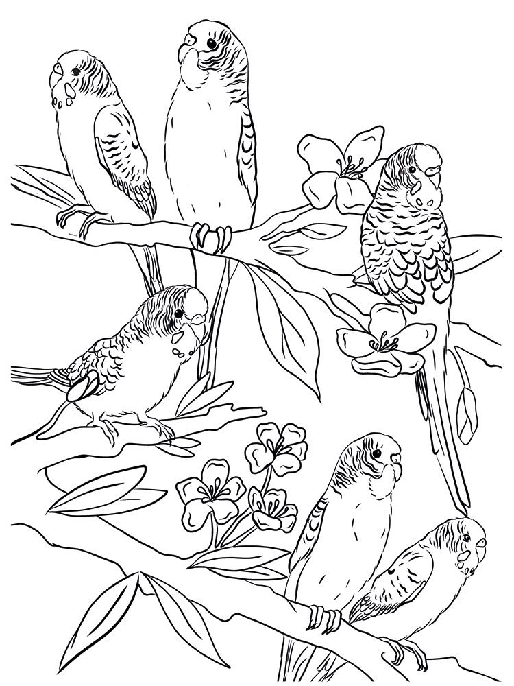 Crafters Companion Card Front Colouring Pads 3.75"X5- Floral Flight