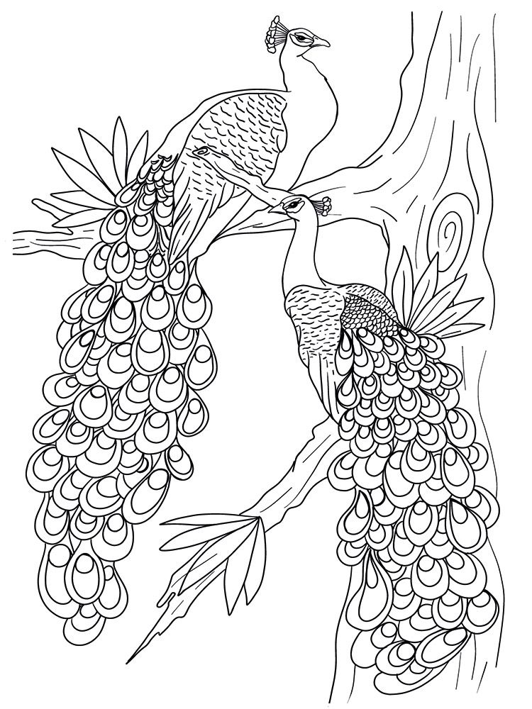 Crafters Companion Card Front Colouring Pads 3.75"X5- Floral Flight