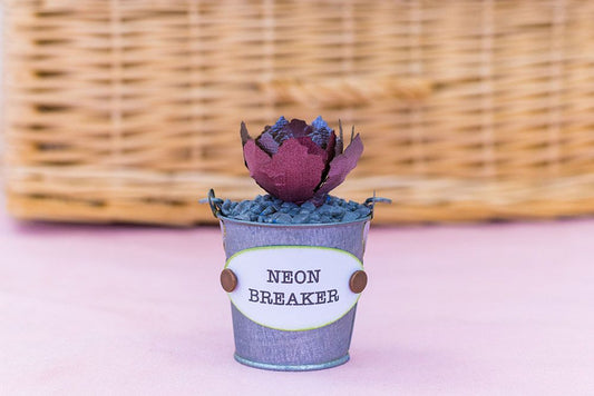 Sharon Callis - Sensational Succulents - Neon Breakers