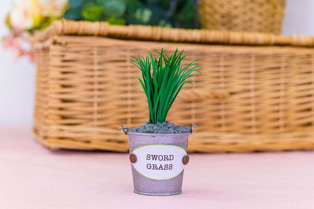 Sharon Callis - Sensational Succulents - Sword Grass