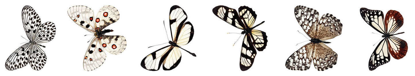 SL Clear Stickers Butterfly Grunge Collection 65x45x45mm 5 Meter