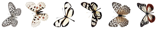 SL Clear Stickers Butterfly Grunge Collection 65x45x45mm 5 Meter