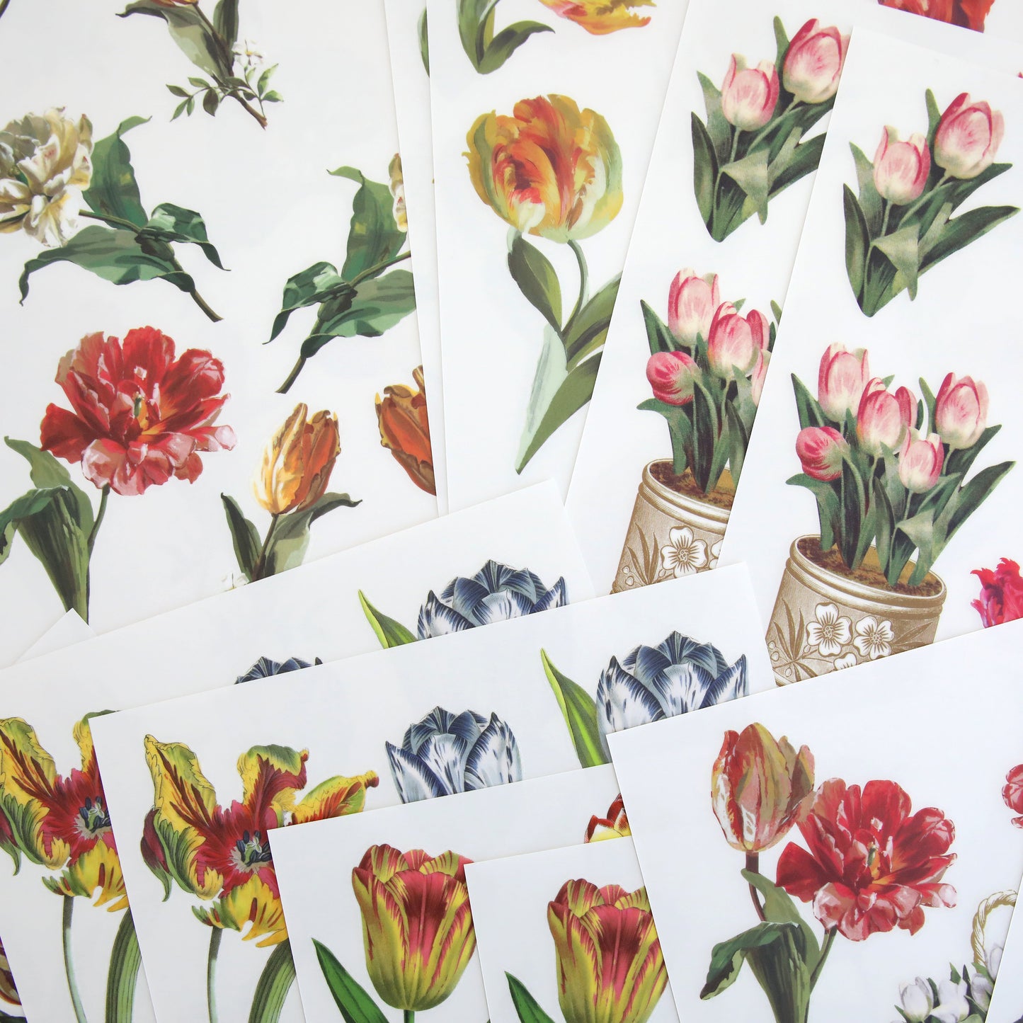 Tulip Rub On Transfers