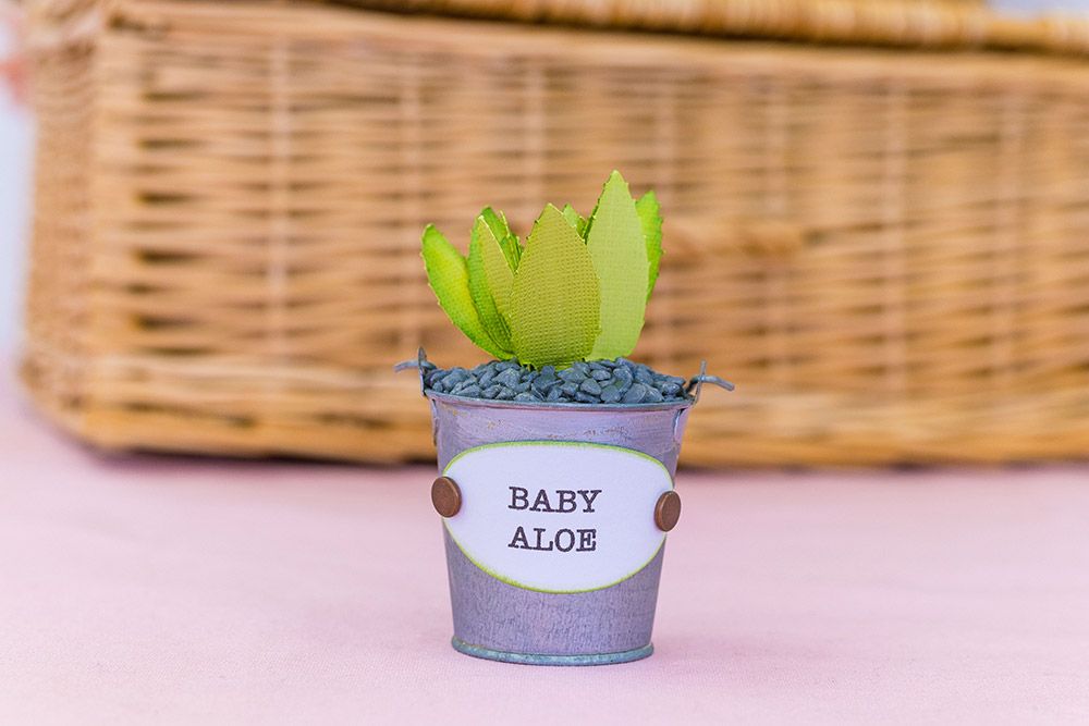 Sharon Callis - Sensational Succulents - Baby Aloe